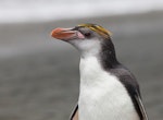 Royal penguin. Adult. Macquarie Island, November 2011. Image © Sonja Ross by Sonja Ross.