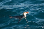 Royal penguin. Adult swimming. Macquarie Island, December 2015. Image © Edin Whitehead by Edin Whitehead.