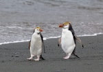 Royal penguin. Adults on beach. Macquarie Island, November 2011. Image © Sonja Ross by Sonja Ross.