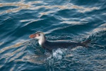 Royal penguin. Immature swimming, showing greyish face and small crest. Macquarie Island, December 2015. Image © Edin Whitehead by Edin Whitehead.