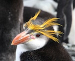 Royal penguin. Adult. Macquarie Island, December 2013. Image © John Fennell by John Fennell.