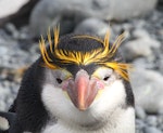 Royal penguin. Adult. Macquarie Island, December 2013. Image © John Fennell by John Fennell.