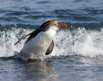 Royal penguin. Adult leaving the water. Macquarie Island, November 2011. Image © Sonja Ross by Sonja Ross.