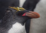 Royal penguin. Adult macaroni penguin recently returned from sea, with gape flushed bright pink with blood. Cap Cotter, Iles Kerguelen, December 2015. Image © Colin Miskelly by Colin Miskelly.