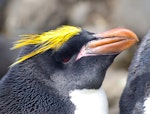 Royal penguin. Adult macaroni penguin. Cap Cotter, Iles Kerguelen, December 2015. Image © Colin Miskelly by Colin Miskelly.