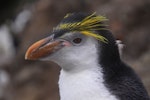 Royal penguin. Subadult. Anchorage Bay, Antipodes Island, March 2009. Image © Mark Fraser by Mark Fraser.