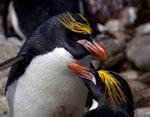 Royal penguin. Macaroni penguin breeding pair, male above. Cap Cotter, Iles Kerguelen, December 2015. Image © Colin Miskelly by Colin Miskelly.