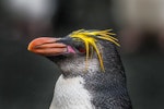 Royal penguin. Dark-faced adult. Sandy Bay, Macquarie Island, January 2018. Image © Mark Lethlean by Mark Lethlean.