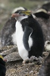 Royal penguin. Moulting subadult. Antipodes Island, March 2009. Image © David Boyle by David Boyle.