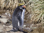 Royal penguin. Adult macaroni penguin. Cooper Bay, South Georgia, November 2015. Image © John Barkla 2017 birdlifephotography.org.au by John Barkla.