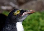 Royal penguin. Immature macaroni penguin (probably one-year-old). Cap Cotter, Iles Kerguelen, December 2015. Image © Colin Miskelly by Colin Miskelly.