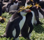 Royal penguin. Adult with adult macaroni penguin behind. Cap Cotter, Iles Kerguelen, December 2015. Image © Colin Miskelly by Colin Miskelly.