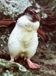 Royal penguin. Moulting immature. Snares Islands, February 1986. Image © Colin Miskelly by Colin Miskelly.