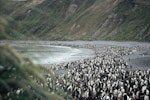 Royal penguin. Colony. Macquarie Island, December 2005. Image © Department of Conservation ( image ref: 10062321 ) by Sam O'Leary Department of Conservation.