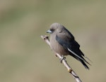 Dusky woodswallow. Adult perched. Next to Mowamba River, south of Jindabyne, New South Wales, September 2016. Image © Glenn Pure 2016 birdlifephotography.org.au by Glenn Pure.