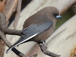 Dusky woodswallow. Adult. Yankee Hat, Namadgi National Park, ACT, Australia, October 2017. Image © R.M. by R.M..