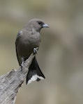 Dusky woodswallow. Adult on perch above nest. Pengilly Scrub, South Australia, September 2014. Image © Craig Greer by Craig Greer.