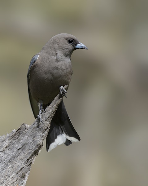 Dusky woodswallow. Adult on perch above nest. Pengilly Scrub, South Australia, September 2014. Image © Craig Greer by Craig Greer.