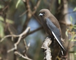 Dusky woodswallow. Adult perched near nest. Pengilly Scrub, Roseworthy, South Australia, October 2014. Image © Craig Greer by Craig Greer.