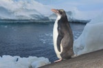 Royal penguin. Immature vagrant macaroni penguin. near Mirny Station, Antarctica, February 2012. Image © Sergey Golubev by Sergey Golubev.