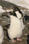 Royal penguin. Immature vagrant macaroni penguin (Adelie penguin in background). near Mirny Station, Antarctica, February 2012. Image © Sergey Golubev by Sergey Golubev.