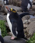 Royal penguin. Adult macaroni penguin. Cap Cotter, Iles Kerguelen, December 2015. Image © Colin Miskelly by Colin Miskelly.