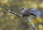 Dusky woodswallow. Adult protecting nearby nest with two eggs. Pengilly Scrub, Roseworthy, South Australia, September 2014. Image © Craig Greer by Craig Greer.