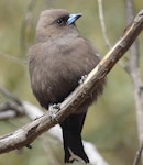 Dusky woodswallow. Adult. Yankee Hat, Namadgi National Park, ACT, Australia., November 2019. Image © R.M. by R.M..