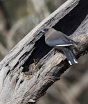 Dusky woodswallow. Adult feeding dragonfly to two week-old chicks in nest. Pengilly Scrub, Roseworthy, South Australia, October 2014. Image © Craig Greer by Craig Greer.