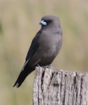 Dusky woodswallow. Adult. Jerrabomberra Wetlands, Canberra, ACT, Australia., May 2020. Image © R.M. by R.M..