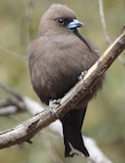 Dusky woodswallow. Adult. Yankee Hat, Namadgi National Park, ACT, Australia, November 2019. Image © R.M. by R.M..