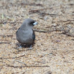 Dusky woodswallow. Adult. Stirling Ranges, Western Australia, September 2011. Image © Dick Jenkin by Dick Jenkin.