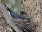 Dusky woodswallow. Adult on nest. Googong Dam, NSW., November 2017. Image © R.M. by R.M..