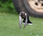 Dusky woodswallow. Adult in flight - first New Zealand record. Halfmoon Bay, Stewart Island, September 2014. Image © Satoshi Kakishima & Tomoe Morimoto by Satoshi Kakishima & Tomoe Morimoto.