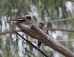 Dusky woodswallow. Parent feeding one of its brood. Melbourne, January 2014. Image © Sonja Ross by Sonja Ross.