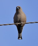 Dusky woodswallow. Adult. Stirling Ranges, Western Australia, April 2016. Image © Imogen Warren by Imogen Warren.