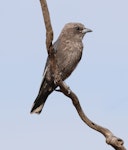 Dusky woodswallow. Juvenile. Pengilly Scrub Conservation Park, South Australia, March 2017. Image © John Fennell by John Fennell.