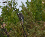 Dusky woodswallow. Adult perched - first New Zealand record. Halfmoon Bay, Stewart Island, September 2014. Image © Satoshi Kakishima & Tomoe Morimoto by Satoshi Kakishima & Tomoe Morimoto.