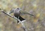 Dusky woodswallow. Adult protecting nearby nest with two eggs. Pengilly Scrub, Roseworthy, South Australia, September 2014. Image © Craig Greer by Craig Greer.