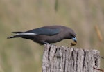 Dusky woodswallow. Adult disarming a German wasp before eating it. Jerrabomberra Wetlands, Canberra, ACT, Australia, May 2020. Image © R.M. by R.M..