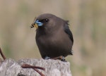 Dusky woodswallow. Adult with a German wasp. Jerrabomberra Wetlands, Canberra, ACT, Australia, May 2020. Image © R.M. by R.M..