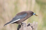 Dusky woodswallow. Adult with a German wasp. The wasp is stunned and disarmed before eating. Jerrabomberra Wetlands, Canberra, ACT, Australia., May 2020. Image © R.M. by R.M..