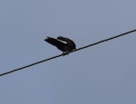 Dusky woodswallow. Adult perched - first New Zealand record. Halfmoon Bay, Stewart Island, September 2014. Image © Satoshi Kakishima & Tomoe Morimoto by Satoshi Kakishima & Tomoe Morimoto.