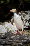 Yellow-eyed penguin | Hoiho. Adult about to enter water. Perseverance Harbour, Campbell Island, January 2016. Image © Tony Whitehead by Tony Whitehead.