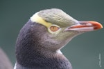 Yellow-eyed penguin | Hoiho. Adult head in profile showing yellow eye. Otago Peninsula, April 2011. Image © Jenny Atkins by Jenny Atkins.