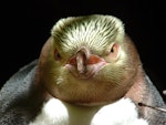 Yellow-eyed penguin | Hoiho. Front view of adult head. Catlins, October 2006. Image © Cheryl Pullar by Cheryl Pullar.