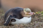 Yellow-eyed penguin | Hoiho. Adult lying down. Dunedin, January 2016. Image © Arindam Bhattacharya by Arindam Bhattacharya.