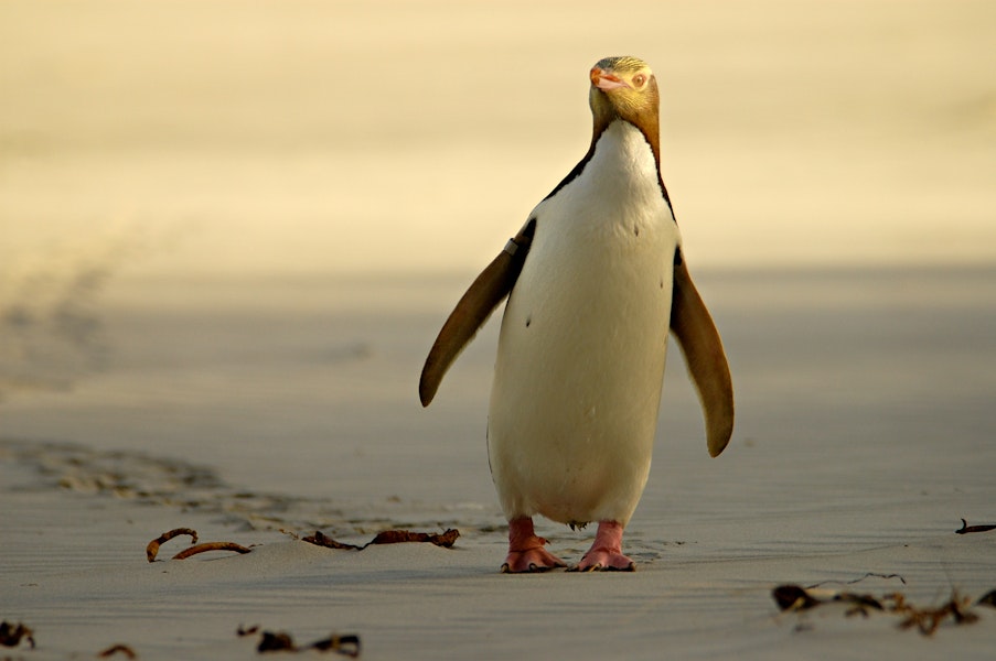 Yellow-eyed penguin | Hoiho. Adult standing showing wing 'flippers'. Otago Peninsula, January 2006. Image © Craig McKenzie by Craig McKenzie.