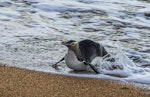 Yellow-eyed penguin | Hoiho. Adult, surfing in to land on the beach. Otago, June 2016. Image © Kathy Reid by Kathy Reid.