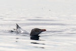 Yellow-eyed penguin | Hoiho. Juvenile at sea. Dunedin, May 2016. Image © Leon Berard by Leon Berard.